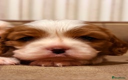 Cavalier King Charles Spaniel dogs for sale: 2 Female King Charles Cavaliers   - Advert 21