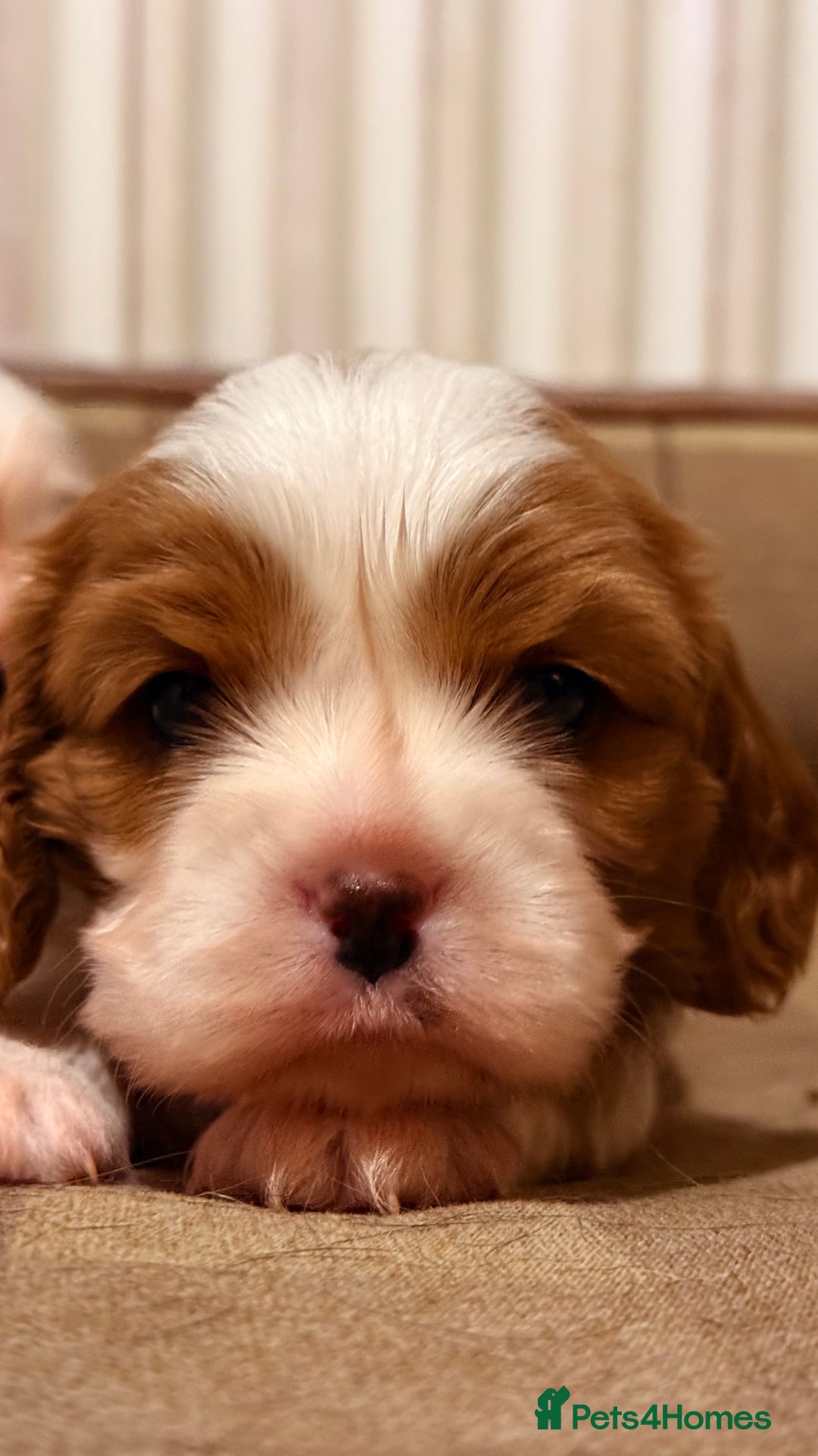 Cavalier King Charles Spaniel dogs for sale: 2 Female King Charles Cavaliers   - Advert 21