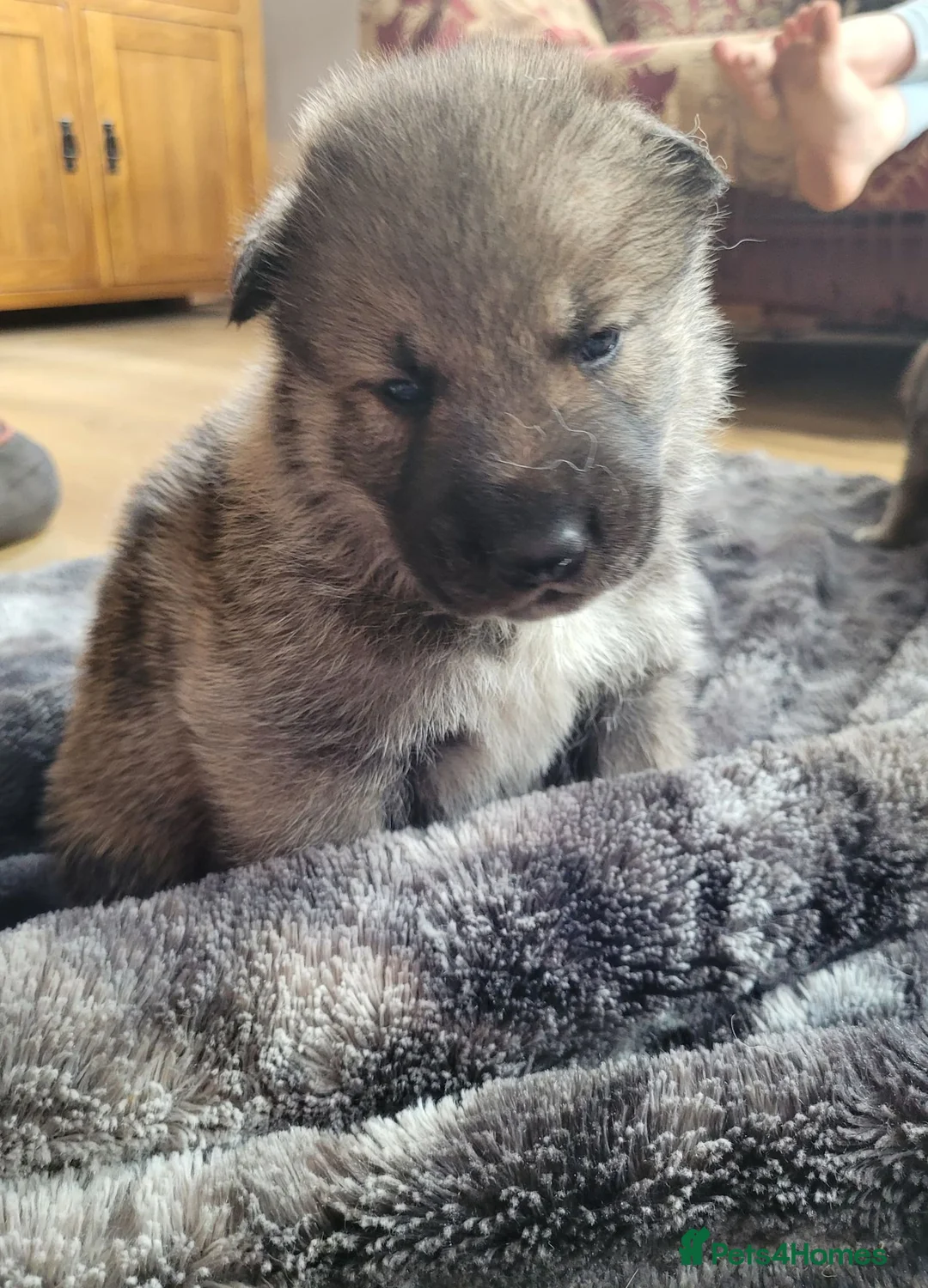 German Shepherd dogs for sale: RARE TAMASKAN PUPS REGISTERED AND EMBARKED - Advert 6
