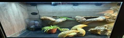 Iguana reptiles for sale: Green iguana 11 months old plus set up - Advert 5