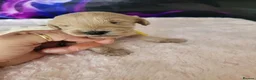Mixed Breed dogs for sale: 7 beautiful Cavapoochons  - Advert 24