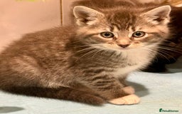 British Shorthair cats for sale: Beautiful 1/2 British Shorthair - Advert 7
