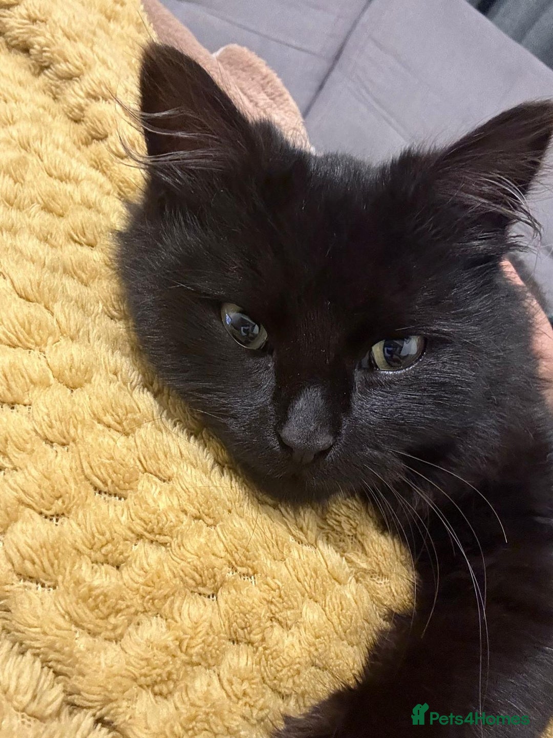 Mixed Breed cats for adoption: Bingo the rescue cat needs her own home - Advert 2