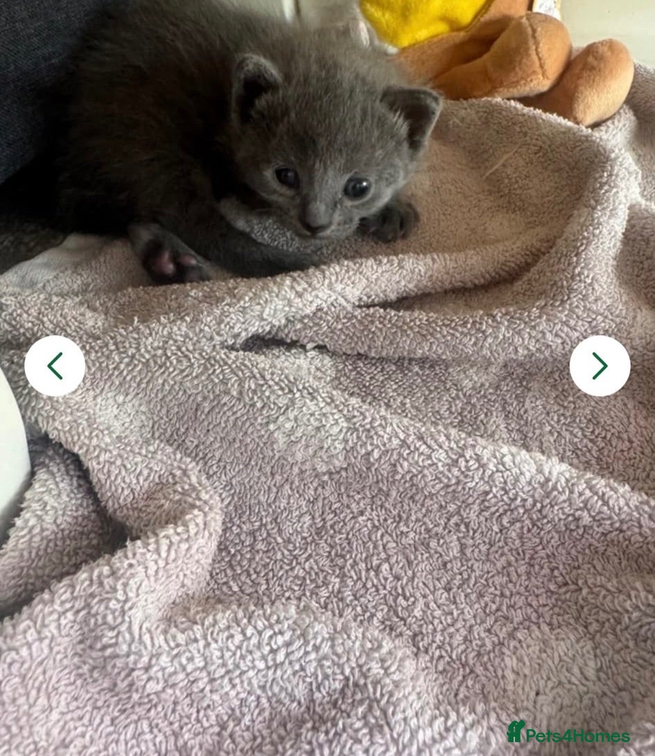 British Shorthair cats One male grey British shorthair kitten - Advert 1