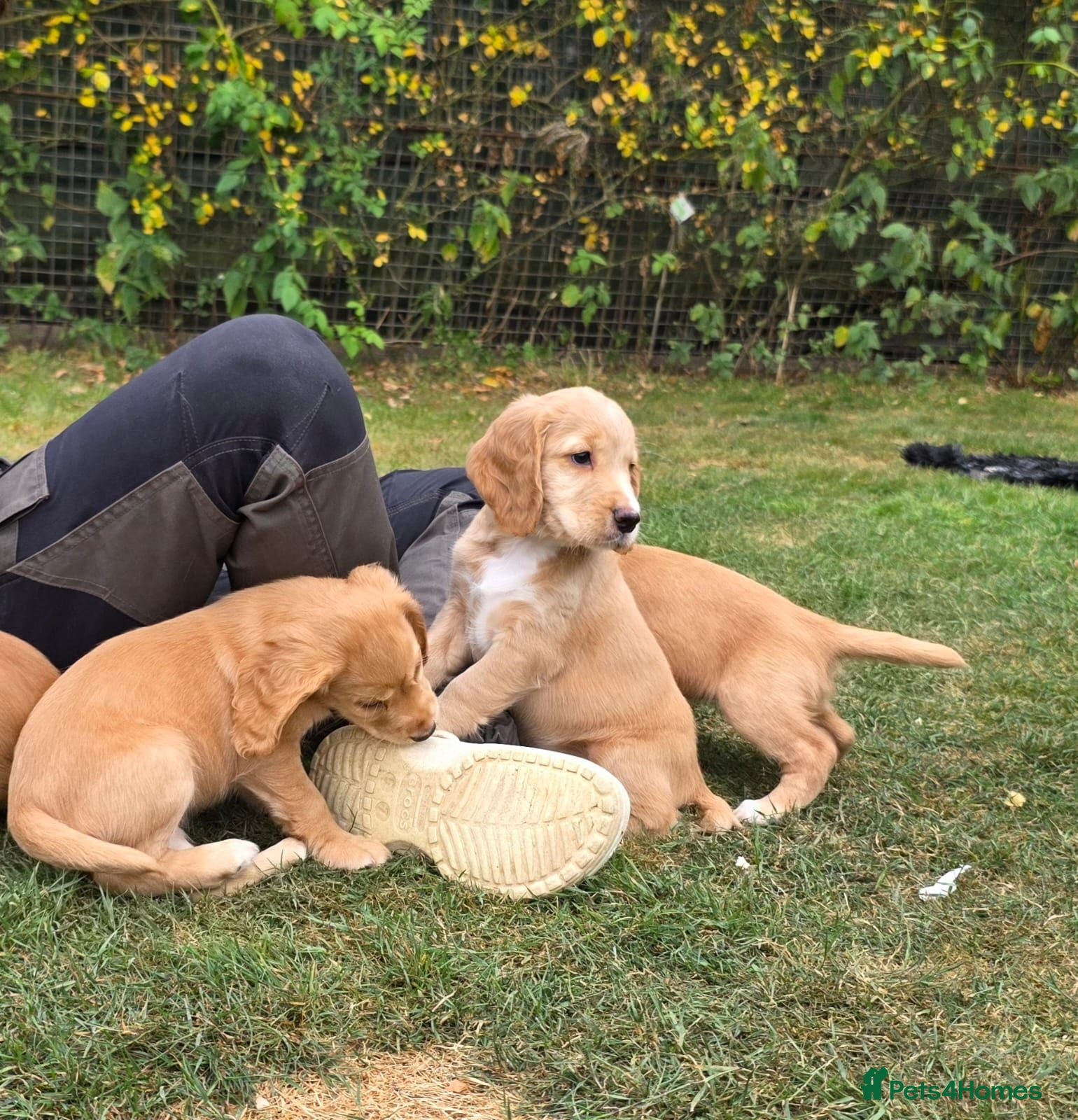 Cocker Spaniel dogs GORGEOUS GOLDEN HEALTH TESTED COCKER PUPPIES - Advert 17