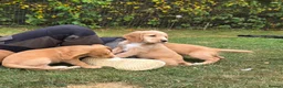Cocker Spaniel dogs for sale: GORGEOUS GOLDEN HEALTH TESTED COCKER PUPPIES - Advert 1