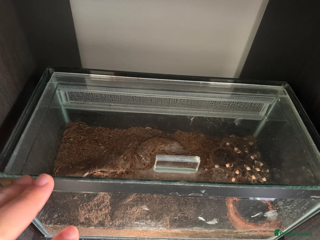 Tarantulas invertebrates for sale: Brazilian white knee tarantula (female) +terrarium in Eastbourne - Advert 2