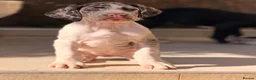 Great Dane dogs for sale: Great Danes puppies  - Advert 14