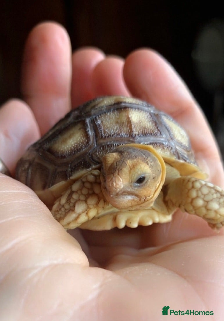 Tortoise reptiles Sulcata tortoise babies - Advert 1
