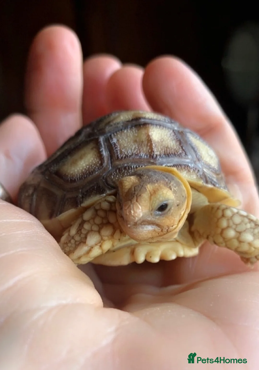 Tortoise reptiles for sale: Sulcata tortoise babies - Advert 1