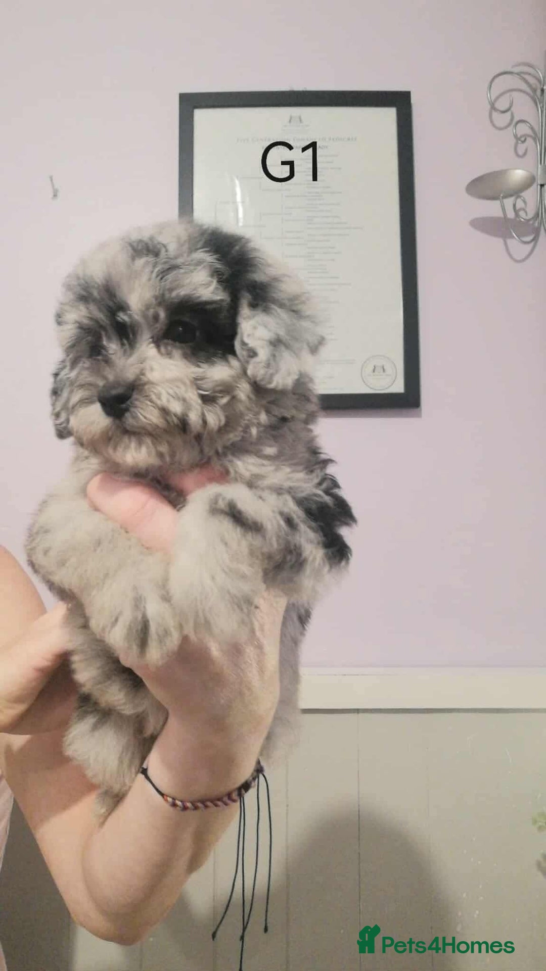 Maltipoo dogs for sale: Only ONE. Little girl now available  💗💖 - Image 12