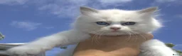 Ragdoll cats for sale: Beautiful Ragdoll kittens in Loughton - Advert 4