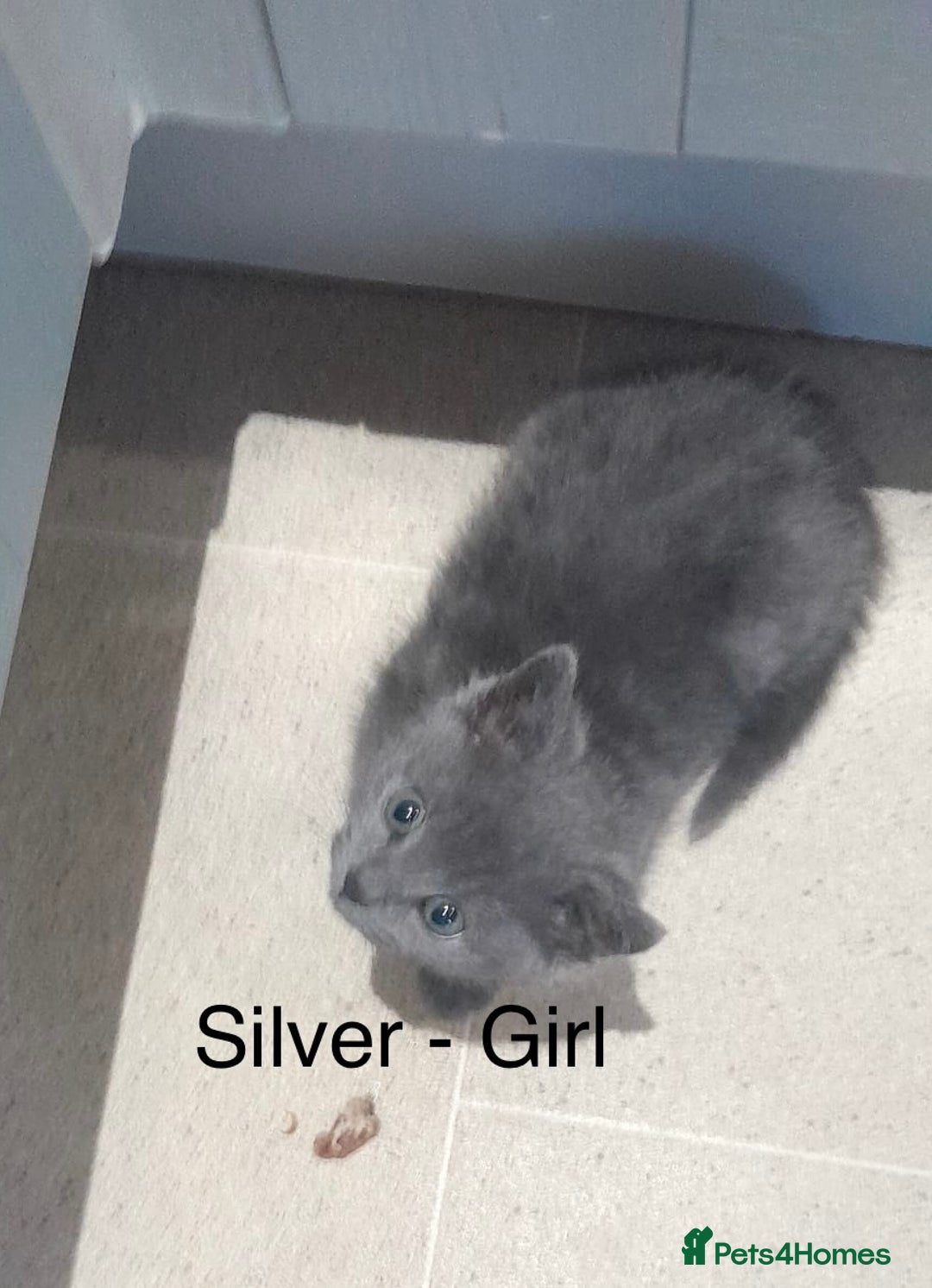 Mixed Breed cats for sale: 4 adorable kittens for sale  - Advert 3