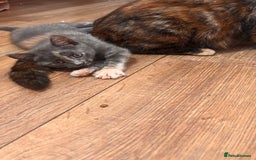 Domestic Shorthair cats for sale: 2 loving family playful kittens - Image 16