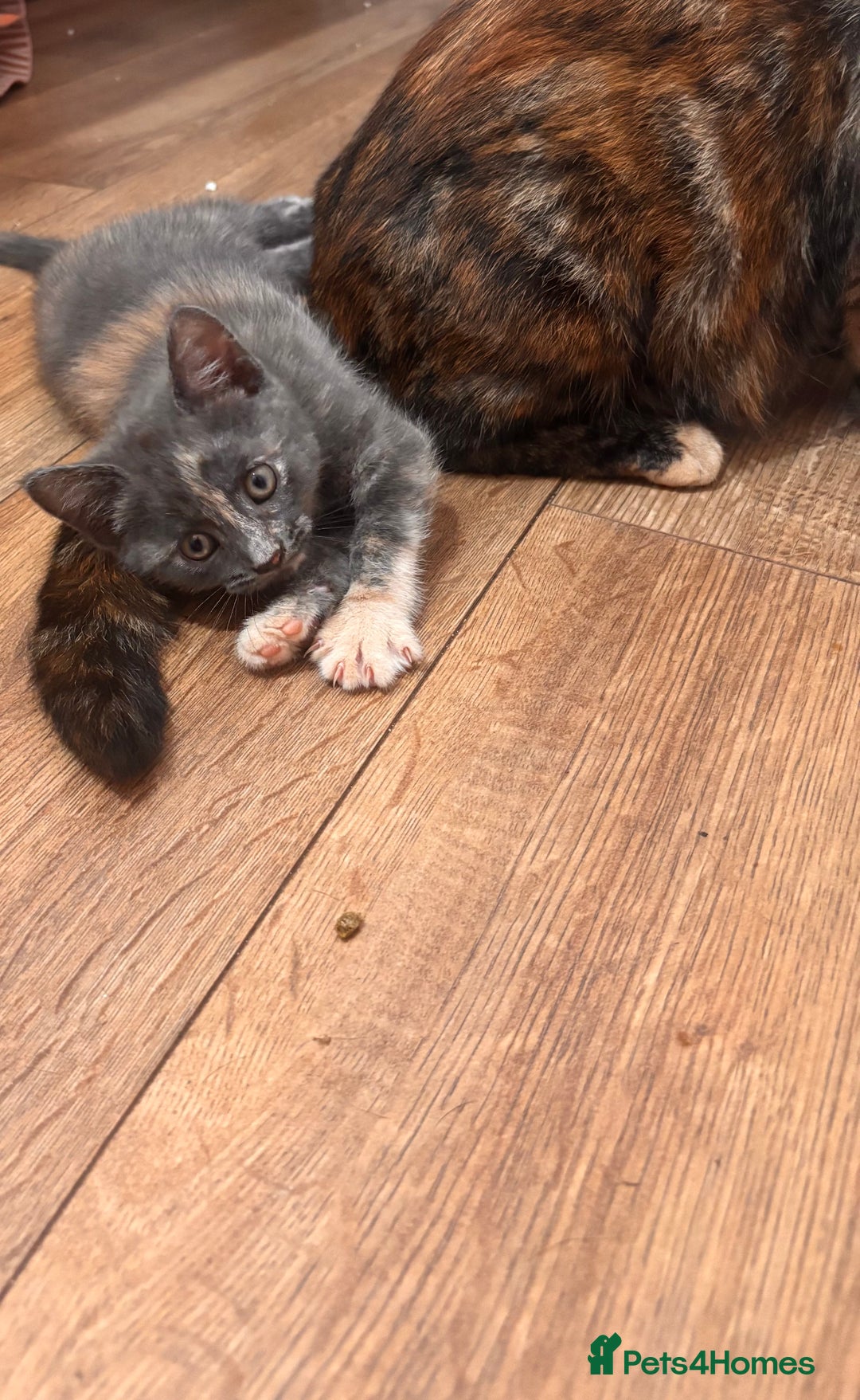 Domestic Shorthair cats for sale: 2 loving family playful kittens - Image 16