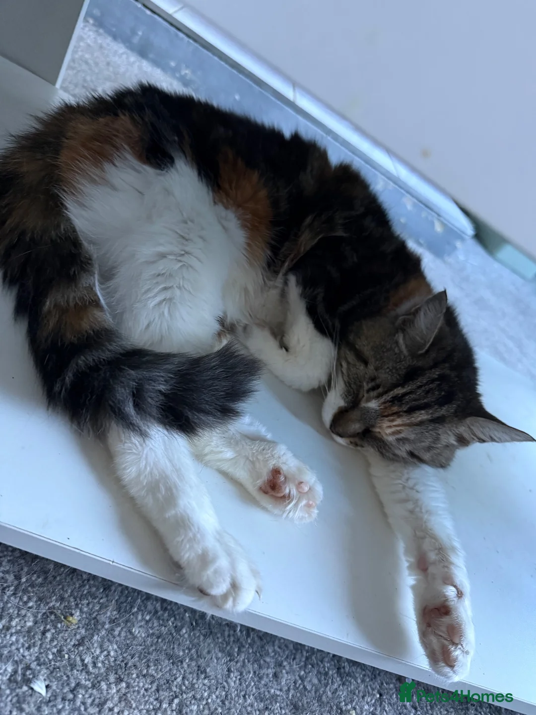 Mixed Breed cats for sale: Two 11 year old sisters  - Advert 8