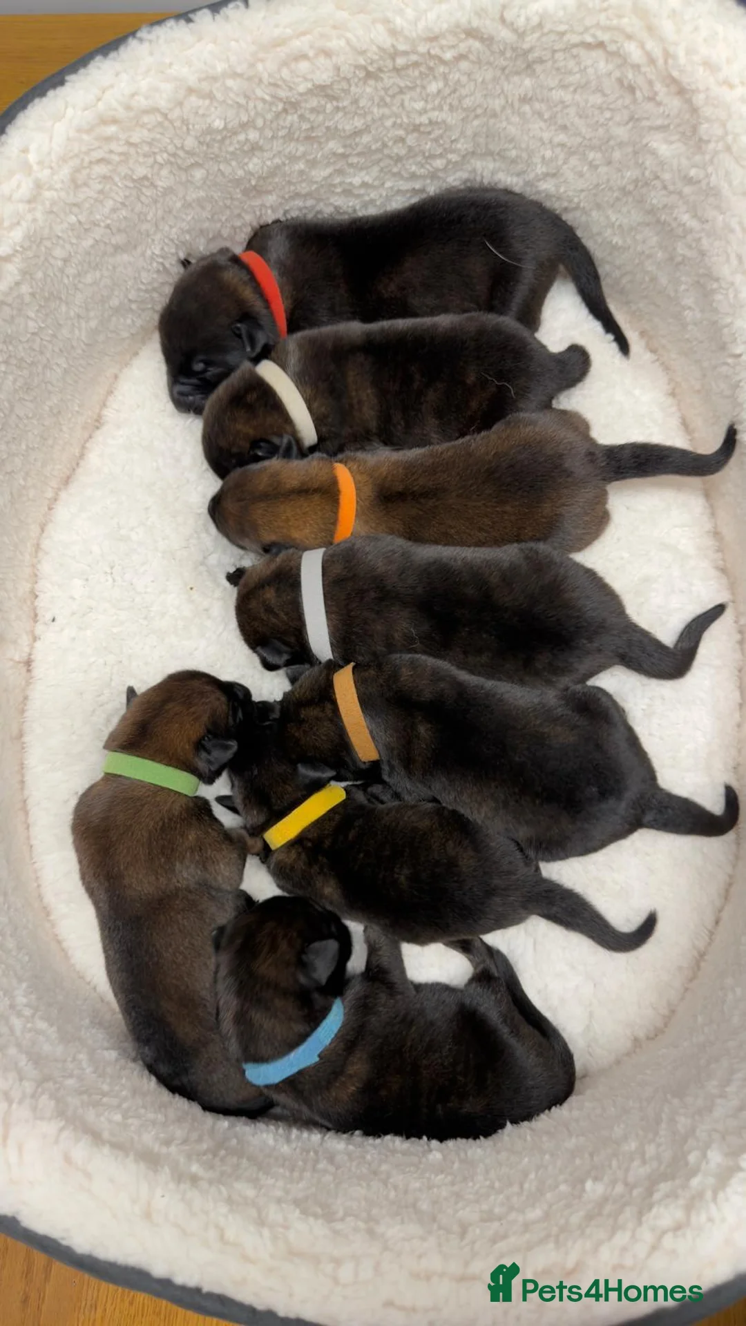 Belgian Shepherd Dog dogs for sale: Champion lines Dutch herder / Malinois puppies  - Advert 2
