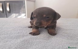 Miniature Dachshund dogs for sale: 4 x miniature dachshund pups left - Image 2