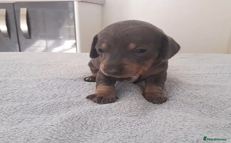 Miniature Dachshund dogs - Advert 6