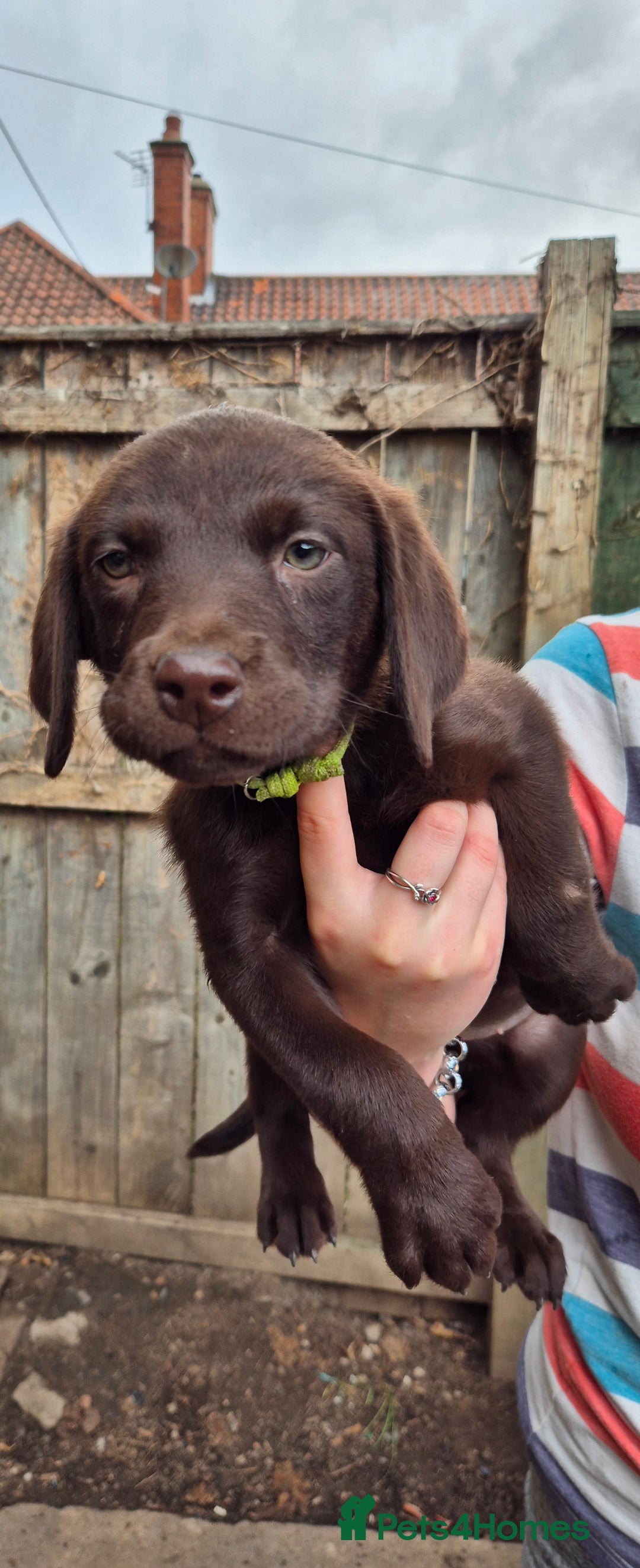 Labrador Retriever dogs for sale: Labrador puppys ready to leave  - Image 6