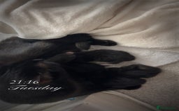 Bombay cats for sale: 3 male 1 female bombay x kittens  - Image 5