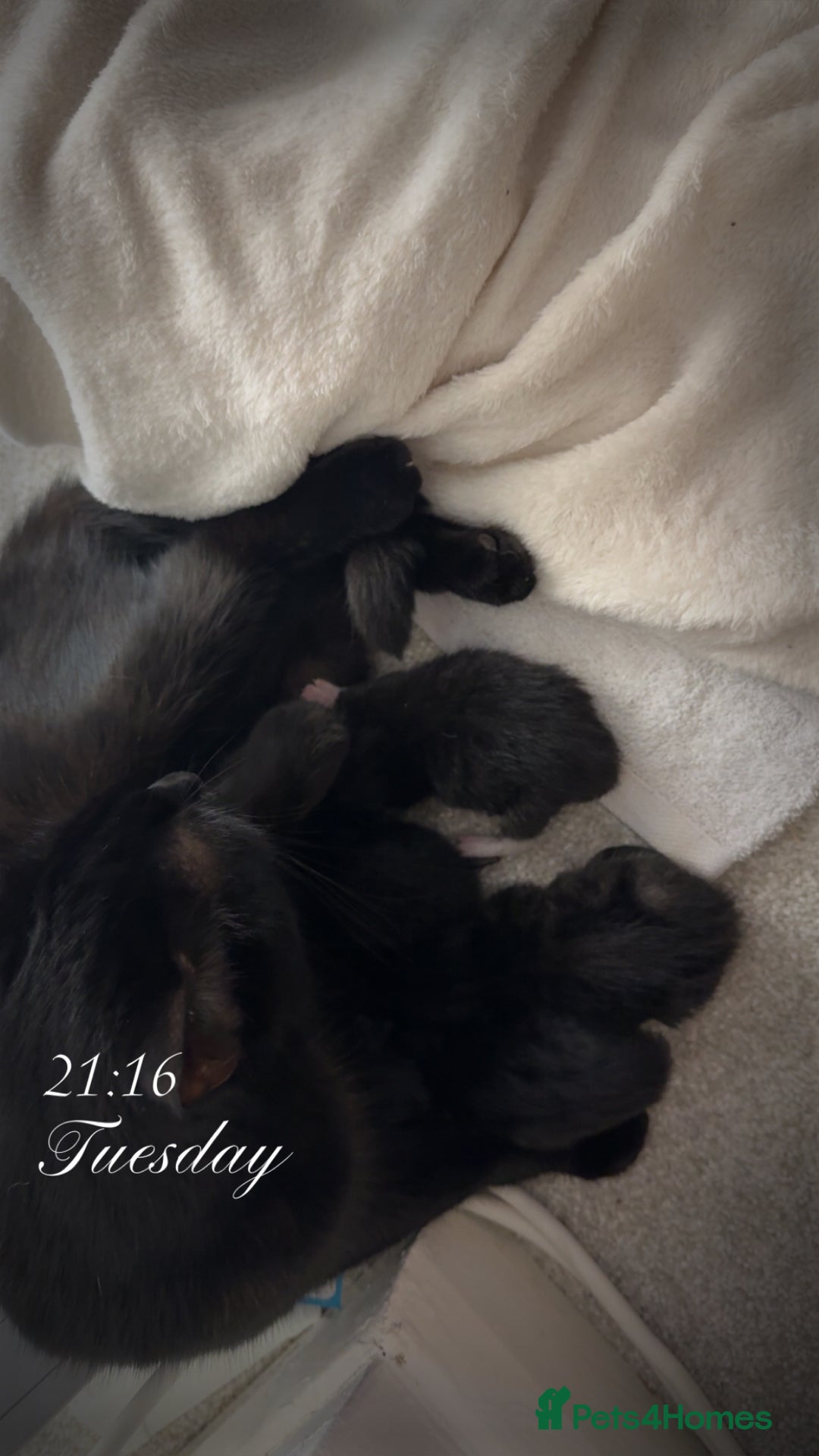 Bombay cats for sale: 3 male 1 female bombay x kittens  - Image 5