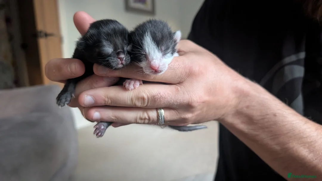 Mixed Breed cats for sale: 4 mixed breed kittens in Aylesbury - Advert 2