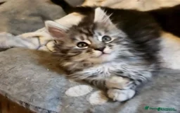 Maine Coon cats for sale: 🐾 Majestic Maine Coon Kittens – Ready Now 🐾 - Image 1