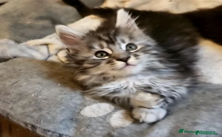 Maine Coon cats - Advert 1
