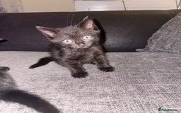 Mixed Breed cats for sale: Black Kittens - Image 7