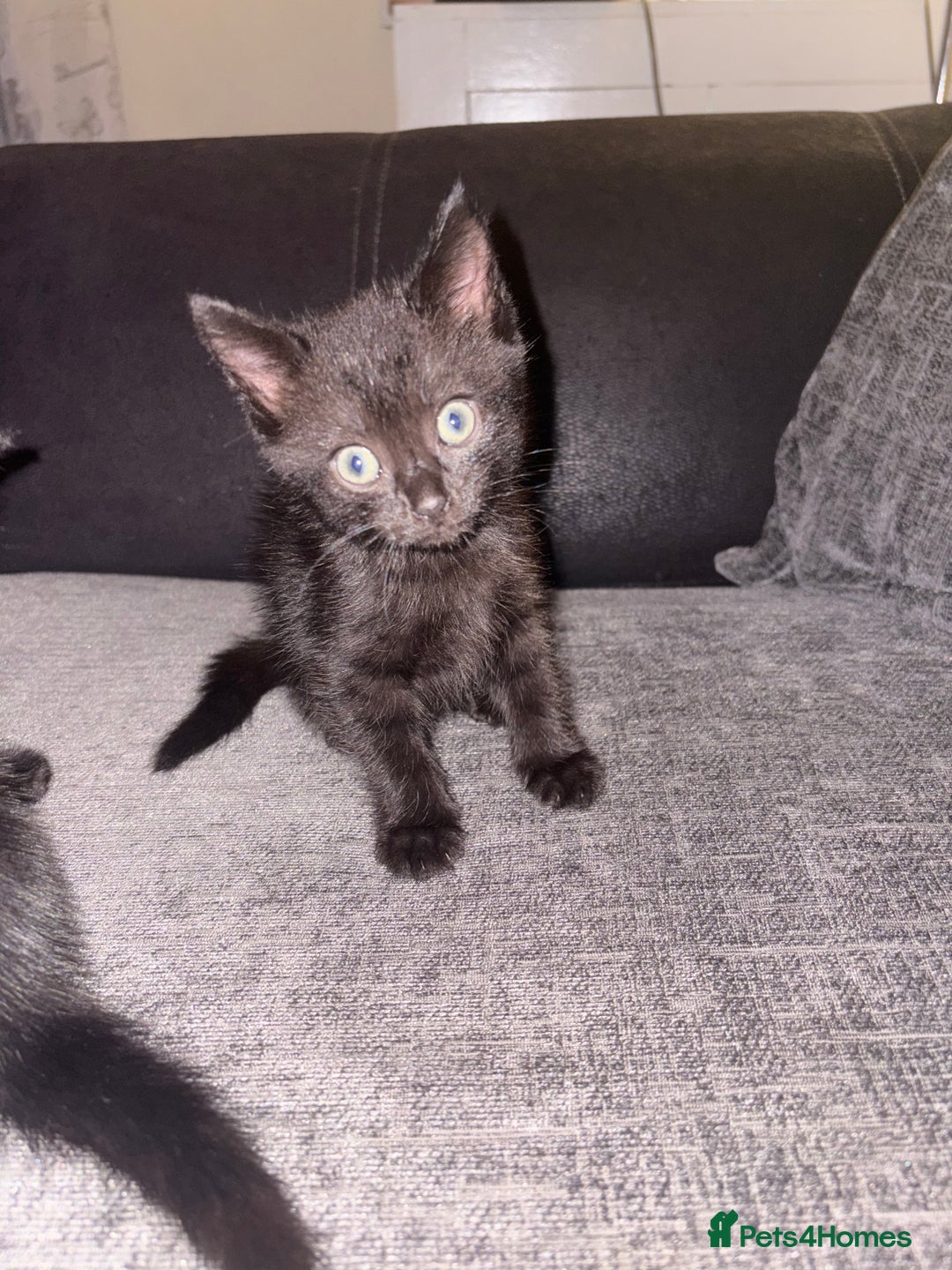 Mixed Breed cats for sale: Black Kittens - Image 7