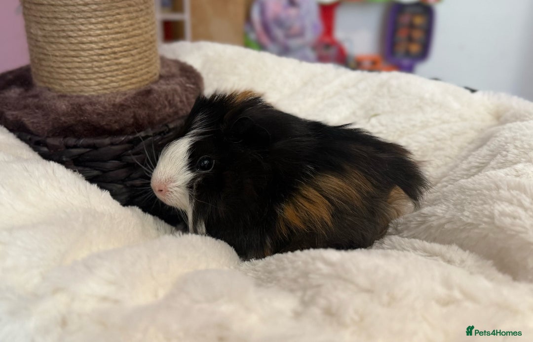 Guinea Pig rodents for sale: 5 Baby Boars - Image 5