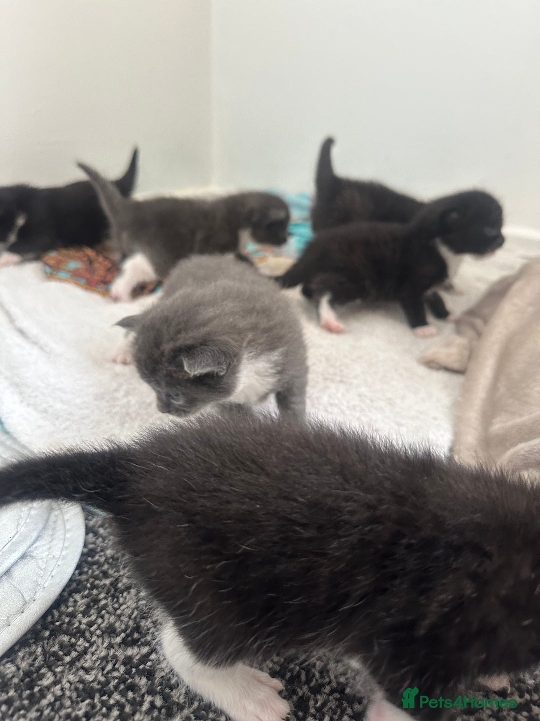 British Shorthair cats for sale: British short hair cross kittens - Image 9