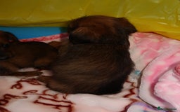 Mixed Breed dogs for sale: Dachshund cross jack russel pups - Image 3