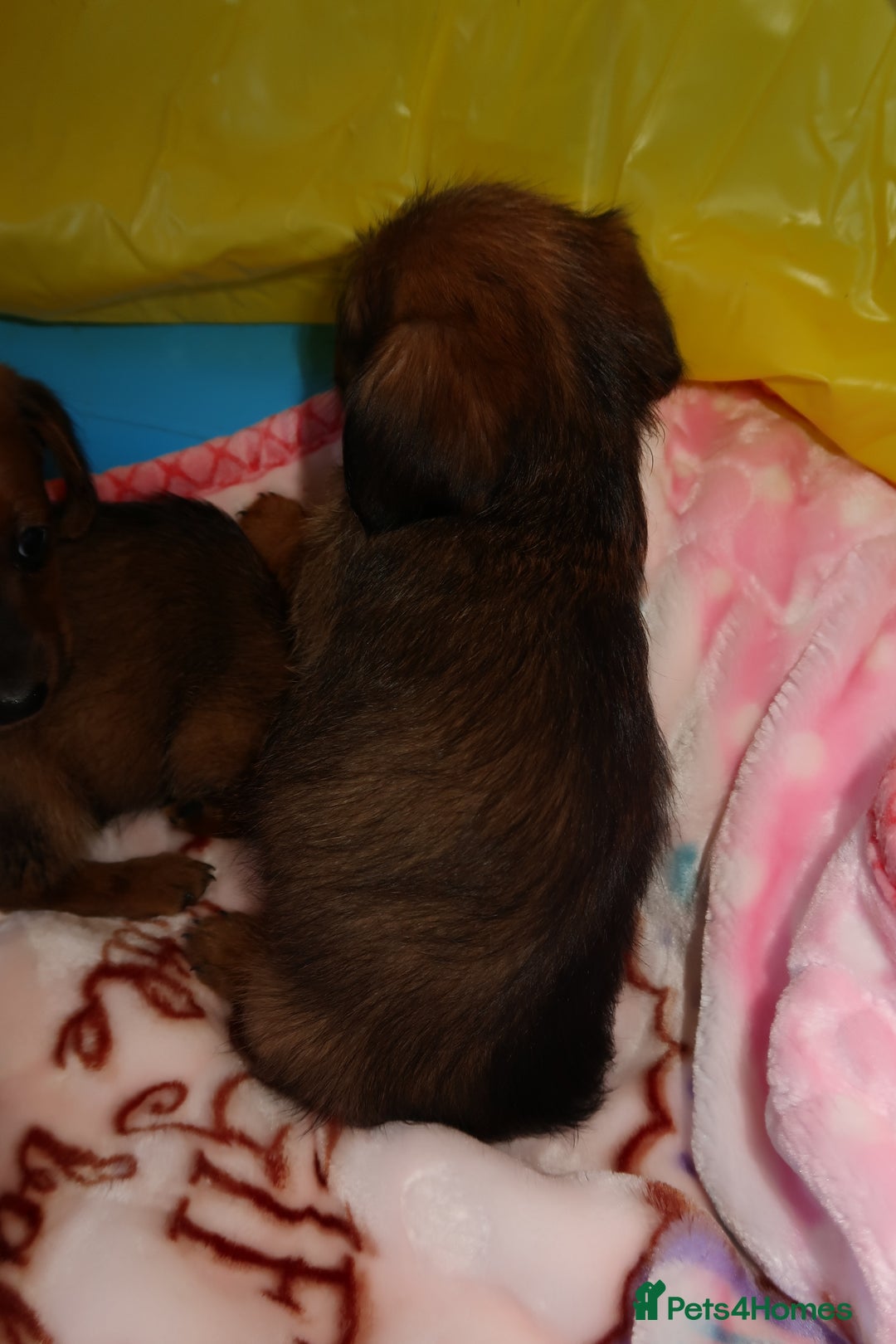 Mixed Breed dogs for sale: Dachshund cross jack russel pups - Image 3