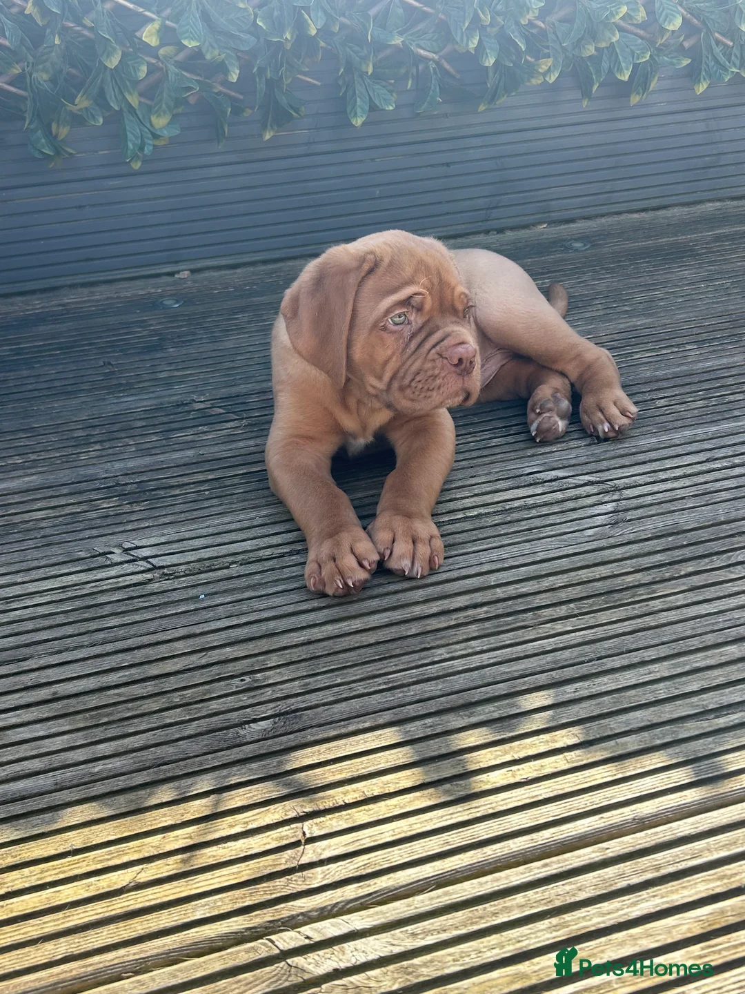 Dogue De Bordeaux dogs for stud: Proven KC Reg Dogue De Bordeaux in Newcastle upon Tyne - Advert 6