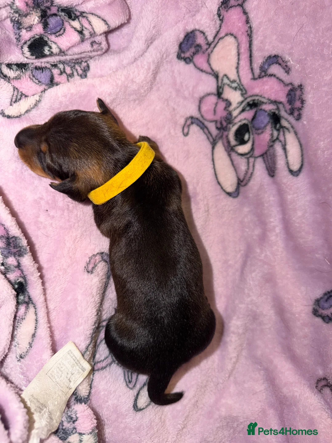 Miniature Dachshund dogs for sale: Miniature dachshunds  for sale  - Advert 17