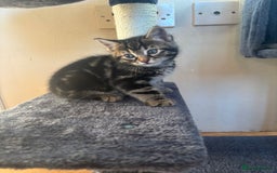 British Shorthair cats for sale: 3 male, 2 female British shorthair - Advert 2