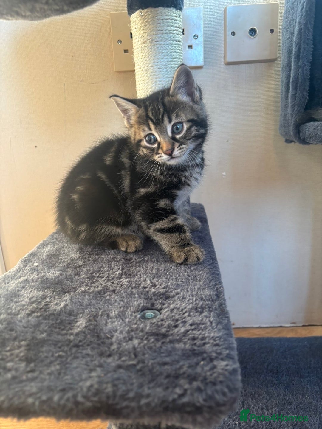 British Shorthair cats for sale: 3 male, 2 female British shorthair - Advert 2