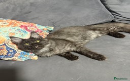 Maine Coon cats for sale: Stunning tica Registered Maine Coon Male  - Image 5