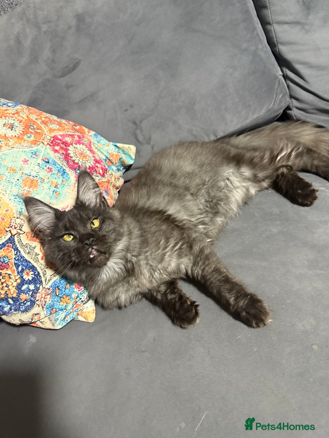 Maine Coon cats for sale: Stunning tica Registered Maine Coon Male  - Image 5