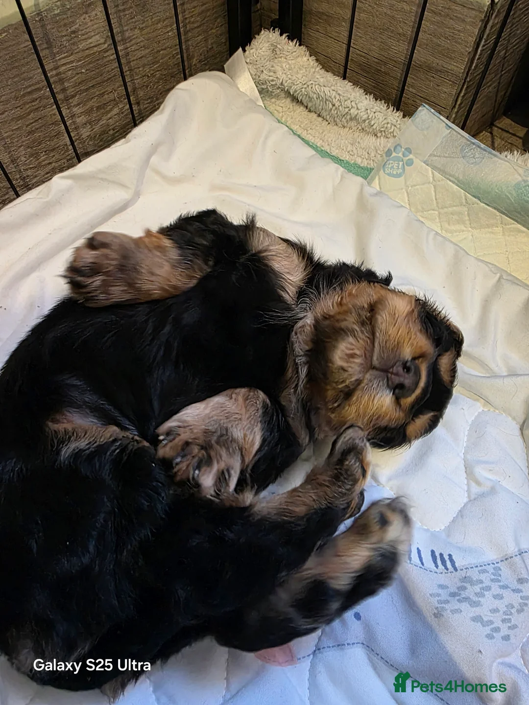 Cocker Spaniel dogs for sale: 3 cocker spaniel boys for sale in Prenton - Advert 5