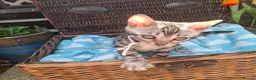 Bengal cats for sale: Stunning Bengal Kittens  - Advert 16