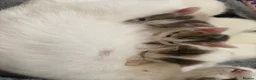 Mixed Breed cats for sale: Kittens - Advert 16
