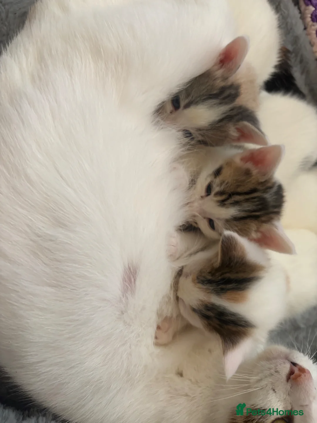 Mixed Breed cats for sale: Kittens - Advert 16