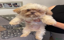 Shih Tzu dogs for sale: imperial karishishi shih tzu boys  - Image 15