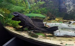Plecos fish for sale: Large pleco fish  - Image 2
