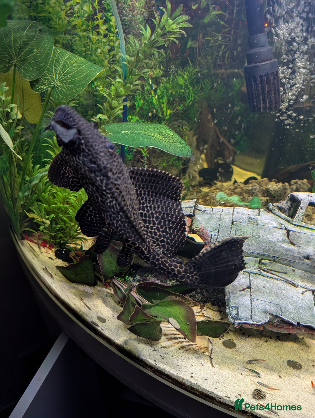 Plecos fish for sale: Large pleco fish  - Image 2