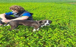 Pointer dogs for adoption: Phoebe, cuddly pointer girl, ready for her forever - Image 5