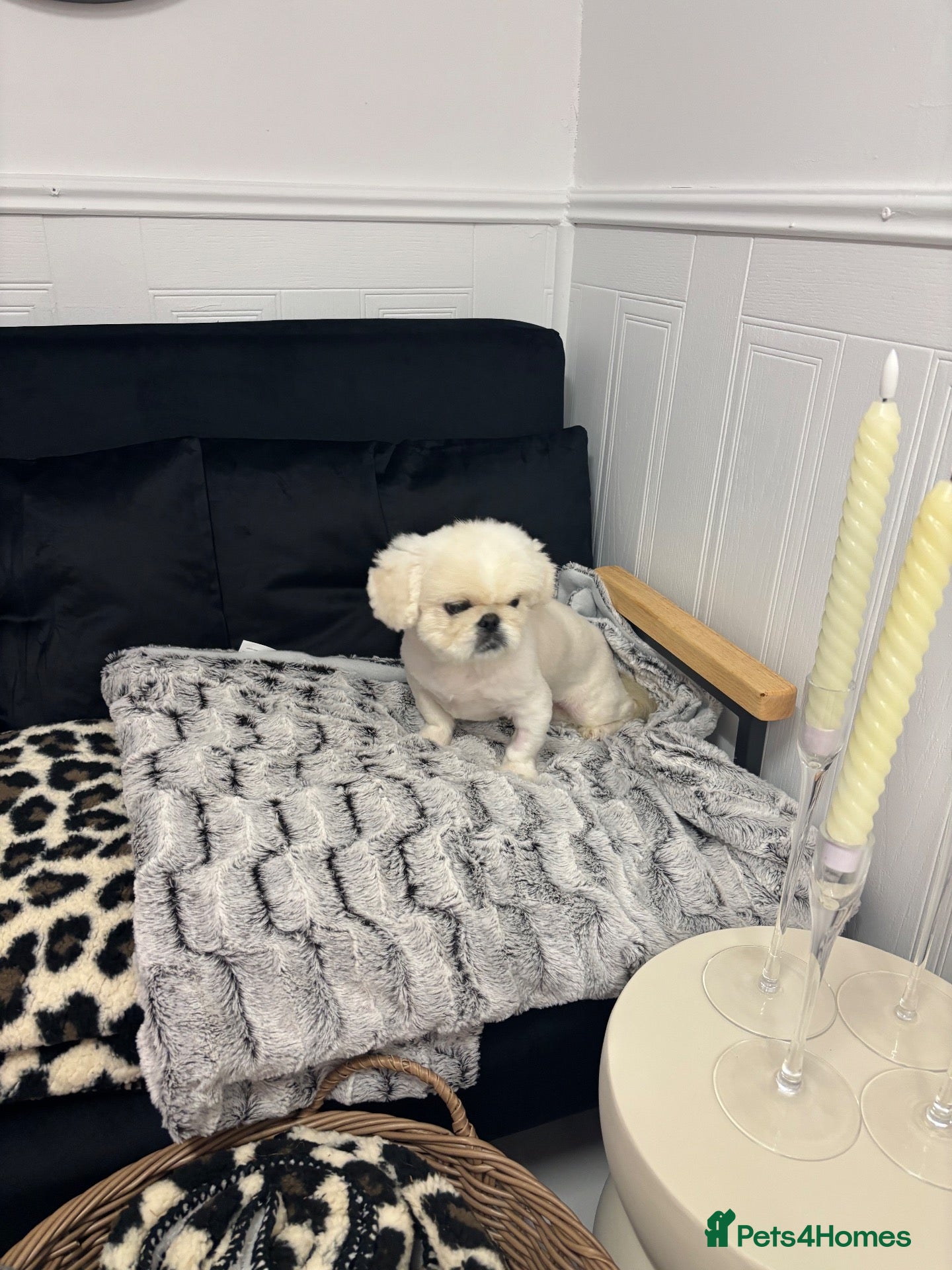 Pekingese dogs Top quality white male Pekingese  - Advert 2